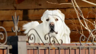 Алабай (40 фото) | Белые собаки, Сторожевые псы, Собаки