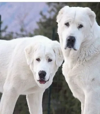 Собака алабай белая (30 фото)