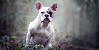 Собака Французский Бульдог - описание породы