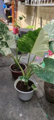 Shop Alocasia Albo Bulb with great discounts and prices online - Aug 2022 |  Lazada Philippines