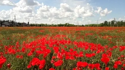 Маки, маки, красные маки, горькая память земли... | Пикабу