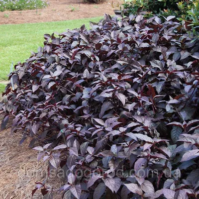 Альтернантера | Alternanthera Purple Knight PanAmerican (100/1000 seed):  продажа, цена в Днепропетровской области. Семена и клубни трав и цветов от  \"Інтернет магазин для фермера та агронома. Все для присадибної ділянки,  саду та