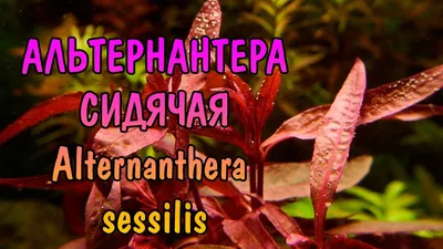 АЛЬТЕРНАНТЕРА СЕССИЛИС ( Alternanthera sessilis ) - YouTube