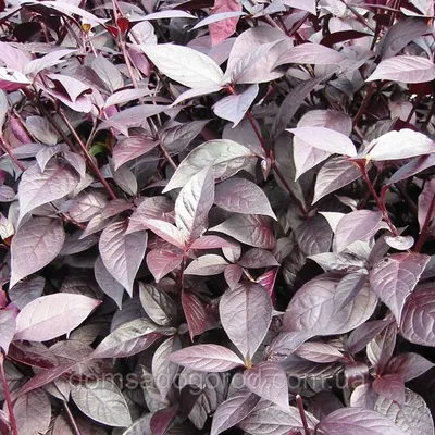 Альтернантера | Alternanthera Purple Knight PanAmerican (100/1000 seed):  продажа, цена в Днепропетровской области. Семена и клубни трав и цветов от  \"Інтернет магазин для фермера та агронома. Все для присадибної ділянки,  саду та