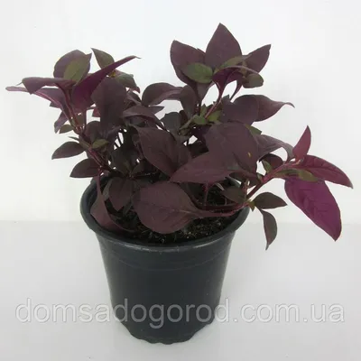 Альтернантера | Alternanthera Purple Prince PanAmerican (100/1000 seed):  продажа, цена в Днепропетровской области. Семена и клубни трав и цветов от  \"Інтернет магазин для фермера та агронома. Все для присадибної ділянки,  саду та