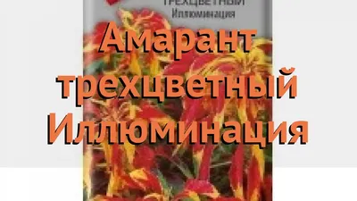 Амарант трехцветная Иллюминация (illyuminatsiya) 🌿 обзор: как сажать,  семена амаранта Иллюминация - YouTube