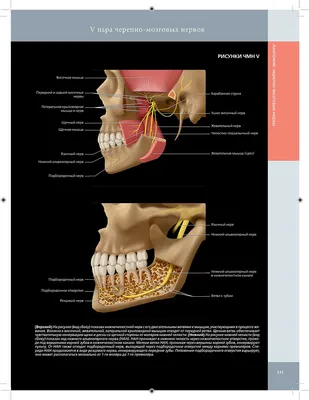 Эндоскопическое удаление амелобластной фибромы - DENTALMAGAZINE.RU