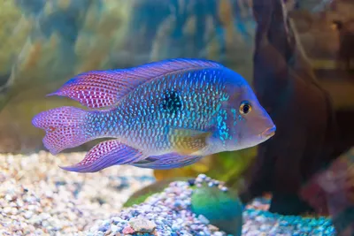 Голубой - ночью... - Американские цихлиды - Фотогалерея - Форум Tropica.RU