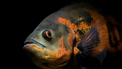 Красочные дискусы-помпадуры плавают в аквариуме symphysodon aequifasciatus  - американские цихлиды, обитающие в реке амазонка в южной америке,  популярные как пресноводные аквариумные рыбы. | Премиум Фото