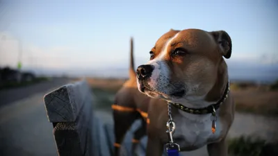 Обои пес, собака породы, морда, американский стаффордширский терьер,  стаффордширский бультерьер Full HD, HDTV, 1080p 16:9 бесплатно, заставка  1920x1080 - скачать картинки и фото