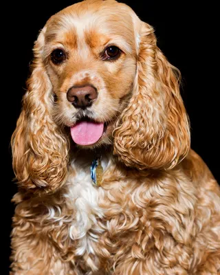 Американский кокер-спаниель: все о собаке, фото, описание породы, характер,  цена