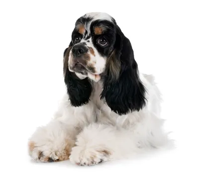 Порода собак - Американский кокер спаниель » CNUKEP.RU