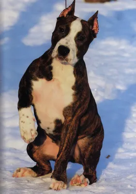 Американский стаффордширский терьер (American Staffordshire Terrier) - это  храбрая, верная и доминирующая порода собак. Фото, отзывы и описание.