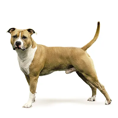 Американский стаффордширский терьер порода собак - товары амстаффа |  VetaStar