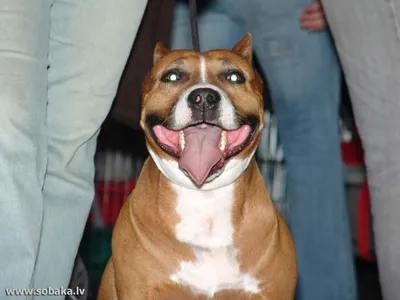 SOBAKA.LV | Породы собак | Американский стаффордширский терьер | Фото 59081