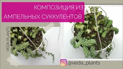 Композиция из ампельных Суккулентов в подвесном кашпо - YouTube