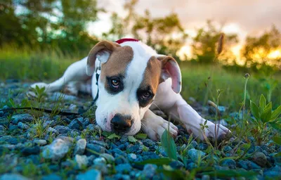Фото щенка Амстафф собака Камни смотрят Животные