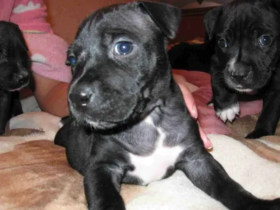 Стаффордширский терьер черный щенок | Смотреть 26 фото бесплатно