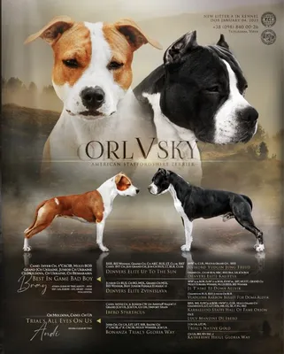 Высокопородные щенки АМСТАФФ. Документы КСУ: 800 € - Собаки Киев на Olx