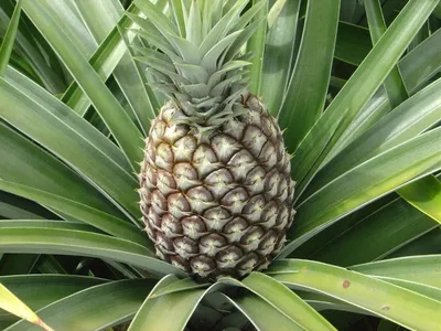 Польза и вред ананаса, как его можно приготовить