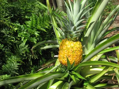 А Вы знали, что ананасы растут в земле? Сегодня увидел своими глазами) |  Пикабу