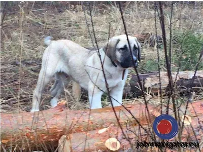 Объявление Турецкий кангал (Анатолийская овчарка) щенки номер 9199 - доска  объявлений в Европе