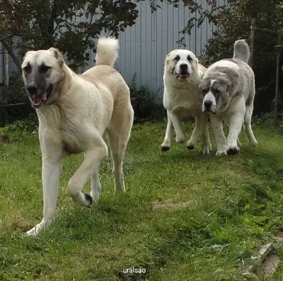 Pin by Sabine K on Kangal/Alabai | Alabai dog, Bear dog, Cute dogs