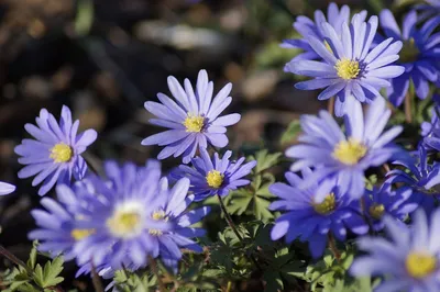 Анемона blanda Mix - 8 цибулин - Anemone blanda – Garden Seeds Market |  Безкоштовна доставка