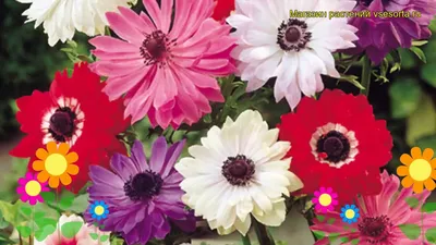 Анемона Бриджит Микс. Краткий обзор, описание характеристик anemone  sylvestris St. Brigid mix - YouTube