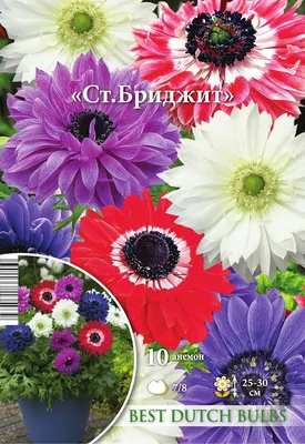 Анемона \"Ст. Бриджит\" 10шт 7/8 - купить по выгодным ценам в Москве и с  доставкой по России