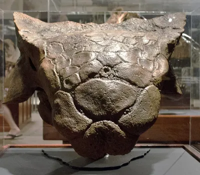 Анкилозавр — Википедия
