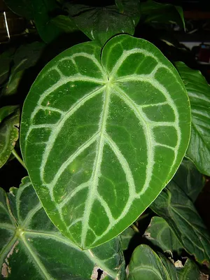 Файл:Anthurium crystallinum-leaf.jpg — Википедия