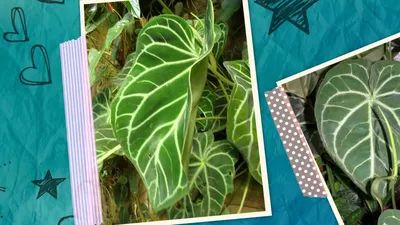 Антуриум Хрустальный (Anthurium crystallinum) - многолетнее травянистое  вечнозелёное растение. - YouTube