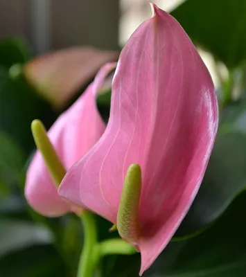 Антуриум (Anthurium) (розовый цвет) - Модель