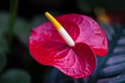 Антуриум — цветок для мужчин. Чем он покоряет сердца цветоводов? | Растения  | ШколаЖизни.ру