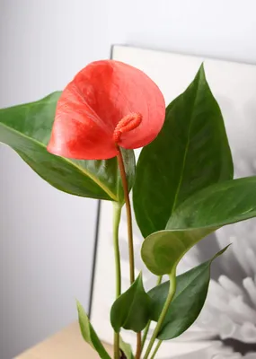 Антуриум Шерцера красный ⌀7 20 см купить в Москве с доставкой | Магазин  растений Bloom Story (Блум Стори)