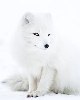 Арктическая лиса фото