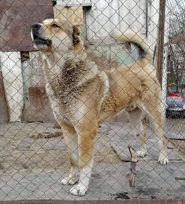 Гампр (Армянский волкодав): все о собаке, фото, описание породы, характер,  цена