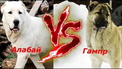 Бойцовские собаки-Армянский волкодав (ГАМПР) - YouTube