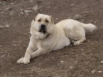 Armenian Gampr Dog | Kangal dog, Domestic dog, Best dogs