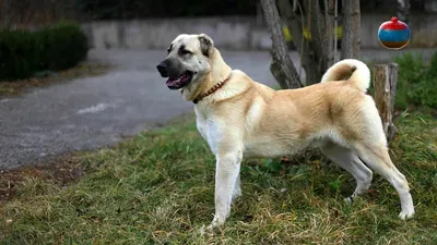 Армянская собака (49 лучших фото)