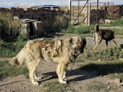 Порода собак армянский гампр | Смотреть 15 фото бесплатно