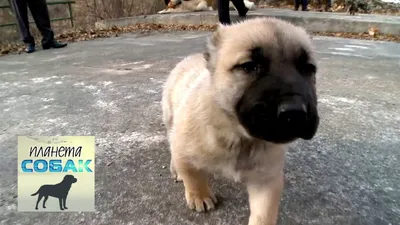 Гампр (Армянский волкодав): все о собаке, фото, описание породы, характер,  цена
