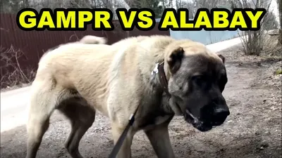 ГАМПР VS АЛАБАЙ | Реакция Армянского Волкодава на соседского Алабая -  YouTube