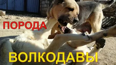 армянский волкодав) — аборигенная порода собак, - YouTube
