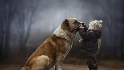 Гампр — армянский волкодав - фото собаки, описание, история, характер,  дрессировка и уход | For-pet