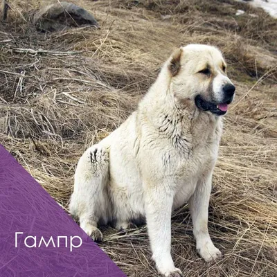 Гамбр собаки армении (59 фото) - картинки sobakovod.club