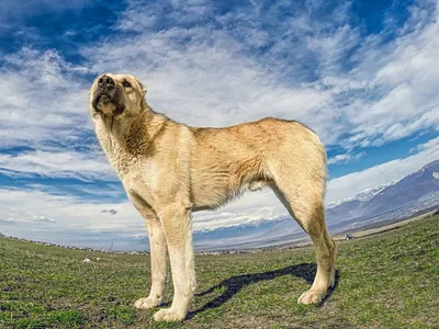 Порода собак армянский гампр (62 фото) - картинки sobakovod.club