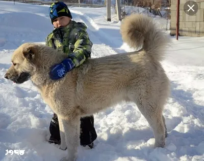 Армянская собака (49 лучших фото)