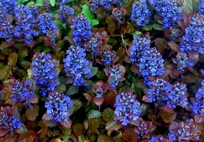 Живучка ползучая Атропурпурея (Atropurpurea) (Ajuga reptans Atropurpurea) -  описание сорта, фото, саженцы, посадка, особенности ухода. Дачная  энциклопедия.